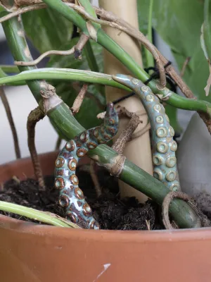 Les tentacules à planter