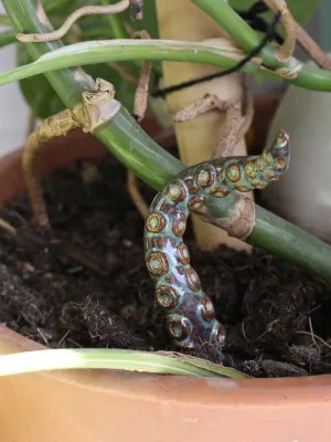 Les tentacules à planter