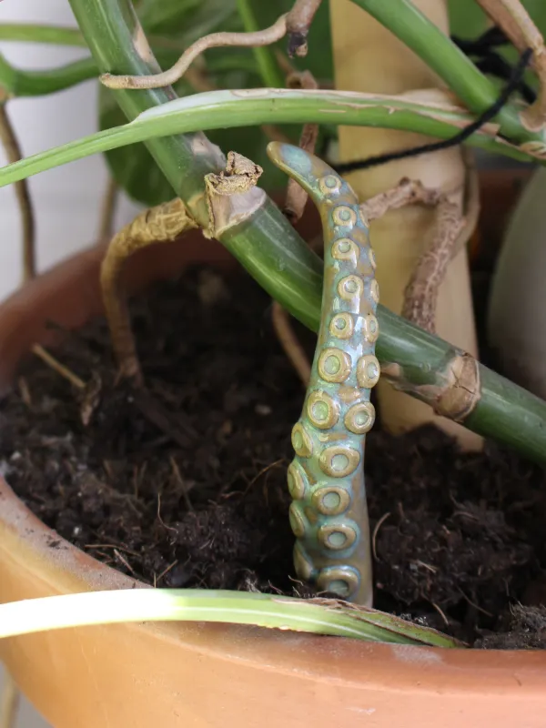 Les tentacules à planter